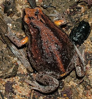 Large toadlet Species of amphibian