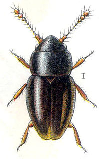 Ptiliinae Subfamily of beetles