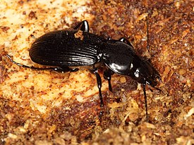 Kantosysikiitäjäinen (Pterostichus aethiops)