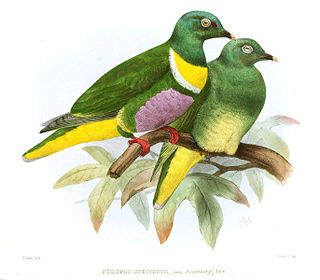 <span class="mw-page-title-main">Geelvink fruit dove</span> Species of bird