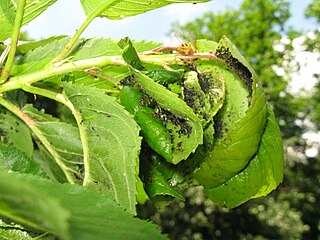 <i>Myzus cerasi</i> Species of true bug