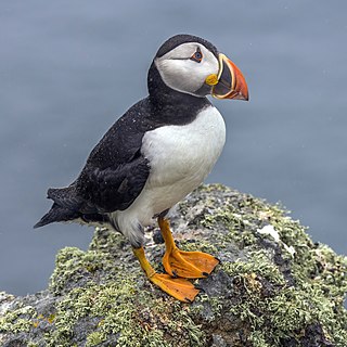 <span class="mw-page-title-main">Atlantic puffin</span> Species of seabird (Fratercula arctica)