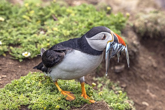 Fratercula arctica (Puffin with lesser sand eels) on Skomer Island, Pembrokeshire