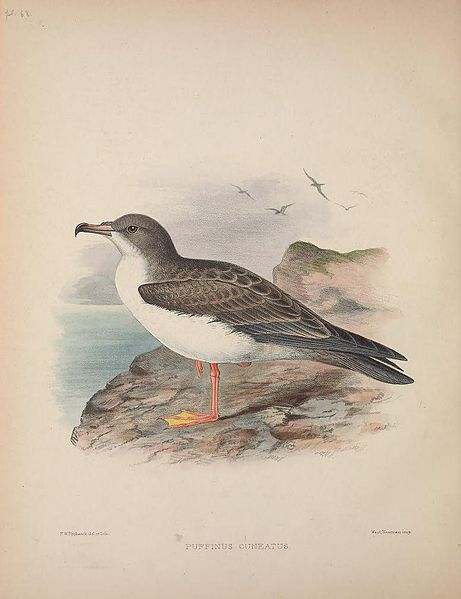 File:Puffinus cuneatus AvesHawaiienses00Wils 0386.jpg