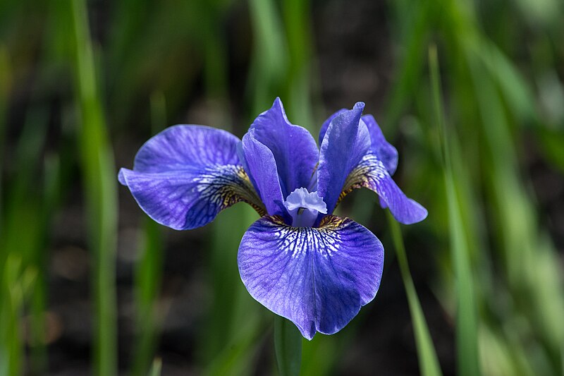 File:Purple flower - Cleveland Museum of Art (28181277150).jpg