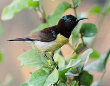 Male purple-rumped sunbird Purplerumpedsunbird.JPG