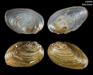 <i>Pyganodon</i> Genus of bivalves