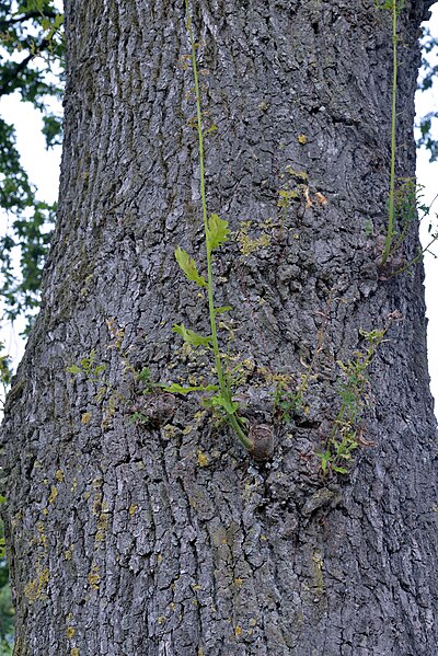 File:Quercus robur water sprout (02).jpg