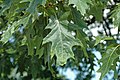 Quercus rubra (northern red oak) 5.jpg