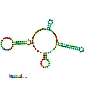 U4 Spliceosomal Rna