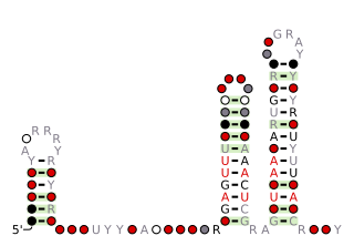 TD-2 RNA motif
