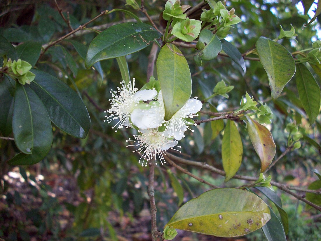 Eugenia luschnathiana