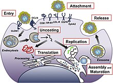 Viral Strategies For Immune Response Evasion Wikipedia