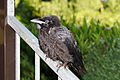 Junge Rabenkrähe (Corvus corone corone)