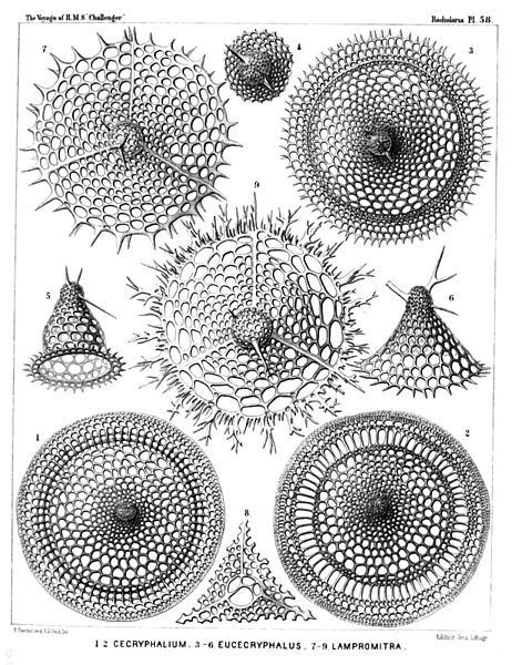 File:Radiolaria (Challenger) Plate 058.jpg