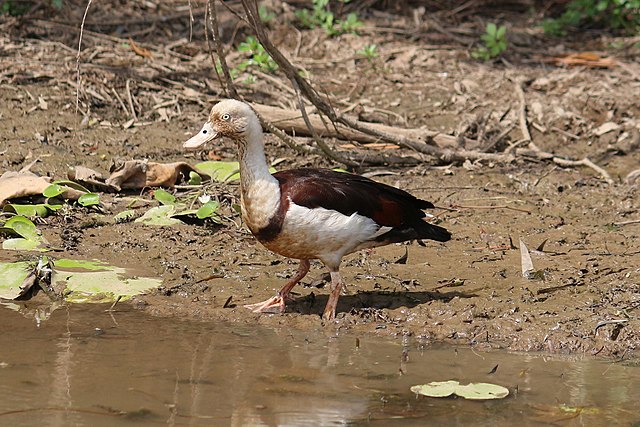 File:Radjah_shelduck,_Kakadu_National_Park.jpg