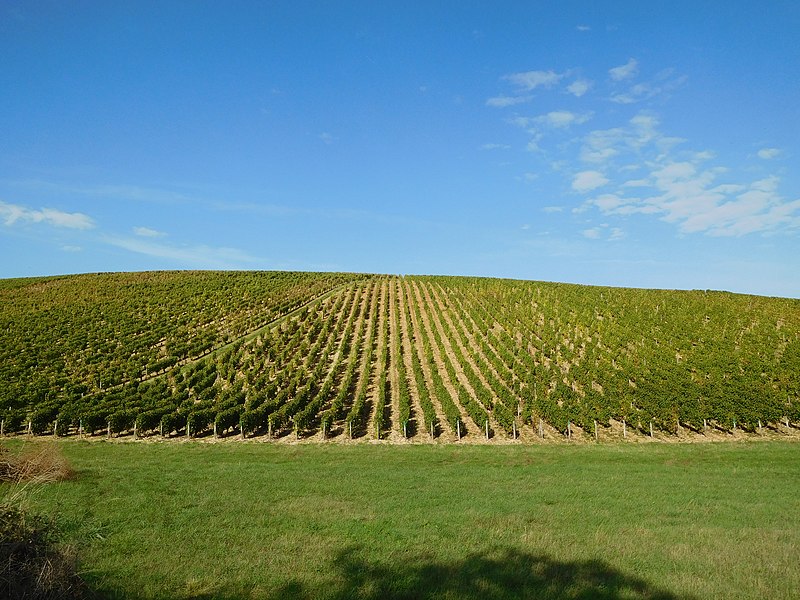 File:Rallye des vignobles 2019, 12, Amigny, coteau.jpg