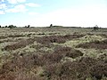 Thumbnail for Natura 2000-område nr. 82 Randbøl Hede og klitter i Frederikshåb Plantage