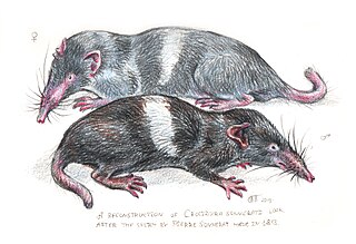 <span class="mw-page-title-main">Sonnerat's shrew</span> Species of mammal