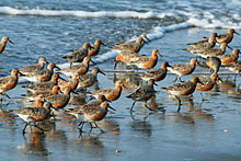 Flock of Red-Knots, designated as "at risk" under the Species at Risk Act Red-Knot (Calidris canutus) RWD3.jpg