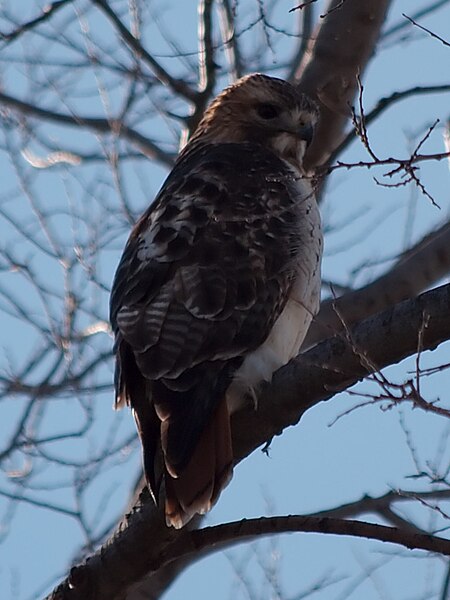 File:Red-tail hawk 3412.jpg