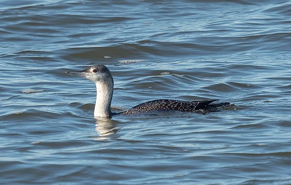 Red-throated loon at Jones Beach