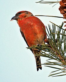 Maschio in natura.