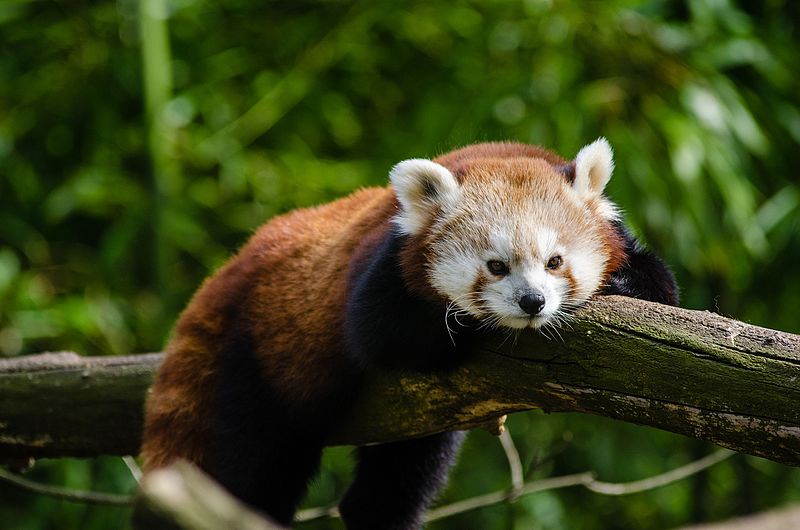 File:Red Panda (16581747494).jpg