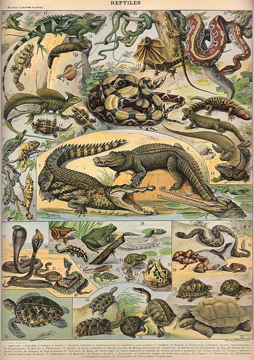 Reptiles, from Nouveau Larousse Illustré, 1897–1904, notice the inclusion of amphibians (below the crocodiles)