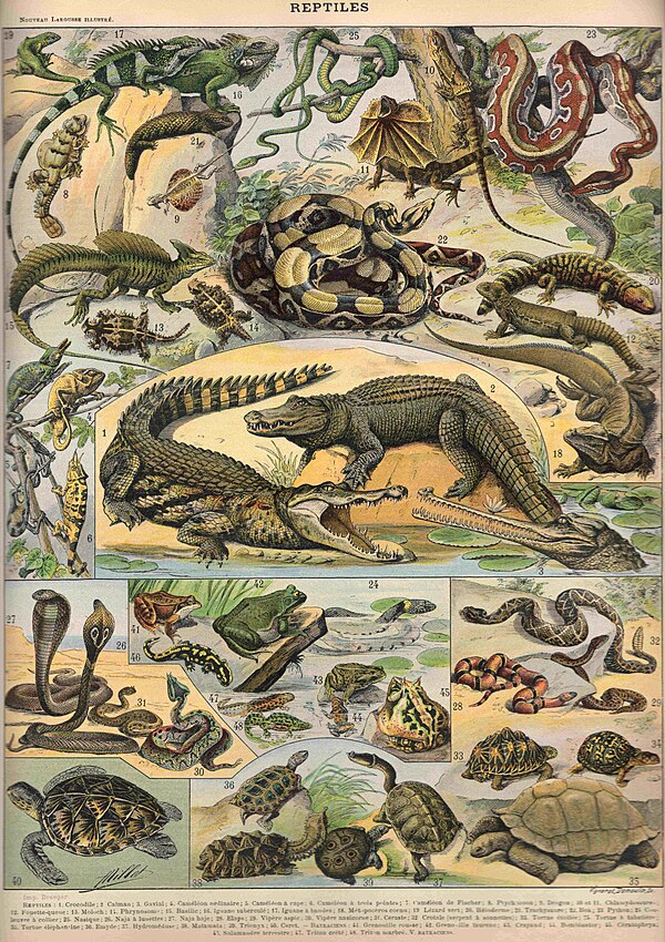 Reptiles, from Nouveau Larousse Illustré, 1897–1904, notice the inclusion of amphibians (below the crocodiles)