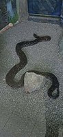 The reticulated python (Malayopython reticulatus) at Shymkent Zoo