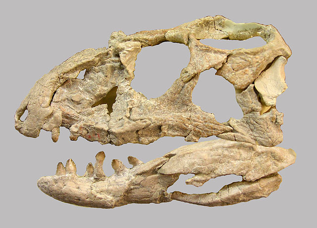 Skull of Revueltosaurus, a genus originally considered an early ornithischian based on its teeth