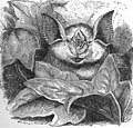 Rhinolophus ferumequinum ras.jpg