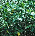 Rote Mangrove (Rhizophora mangle)