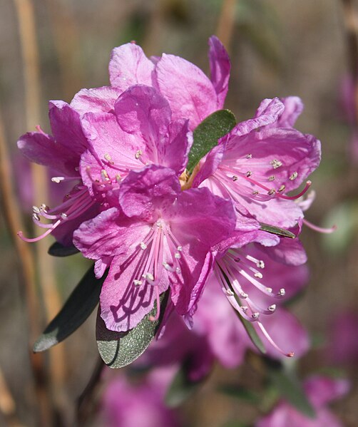 File:Rhododendron dauricum Dahurianalppiruusu IM7357 C.JPG