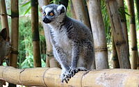 Сақиналы құйрықты Lemur 1.JPG