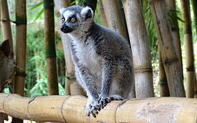 Ring-tailed lemur at Lemurs' Park