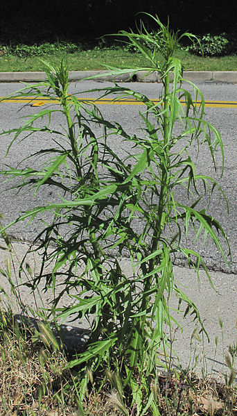 File:Roadside weed Pasadena.jpg
