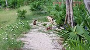 Thumbnail for File:Roatan Island Agouti - Dasyprocta ruatanica.jpg