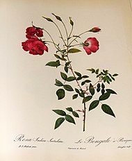 'Bengale à Bouquets' (Pépinières de Trianon <1818)