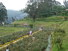 Landscape of roses planted in terraces Roses terrace view.JPG
