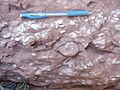 A fedőkőzet: jura időszaki (toarci) vörös, ammoniteszes mészkő