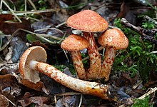 Cortinarius bolaris