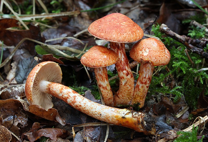 File:Rotschuppige Raukopf Cortinarius bolaris.JPG