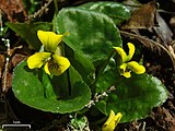 V. rotundifolia, or round-leaf yellow violet