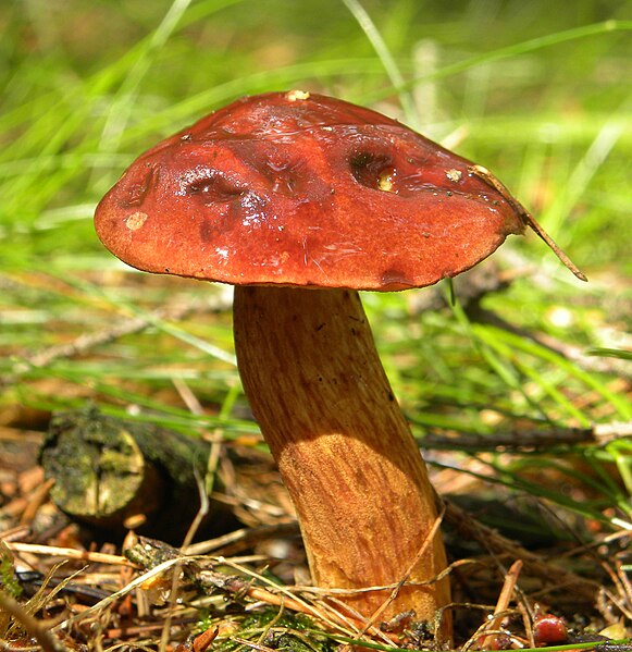 File:Ruby Bolete (Boletus rubellus).jpg