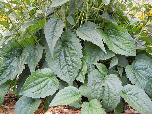 Rudbeckia hirta (4991891142)