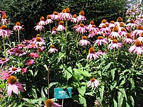 A stand of Echinacea purpurea