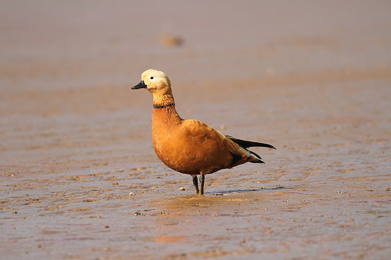 File:Ruddy shelduck David Raju.jpg