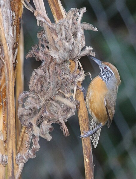 File:Rufous-brested Wren.jpg